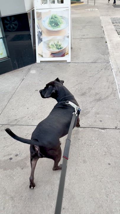 Enlarge Oz/Otis, a Adoptable mixed breed in Long Island City, NY video 2/5