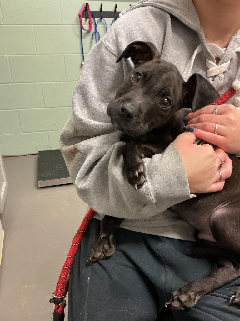 Boscoe, Adoptable, Puppy Male Mixed Breed.