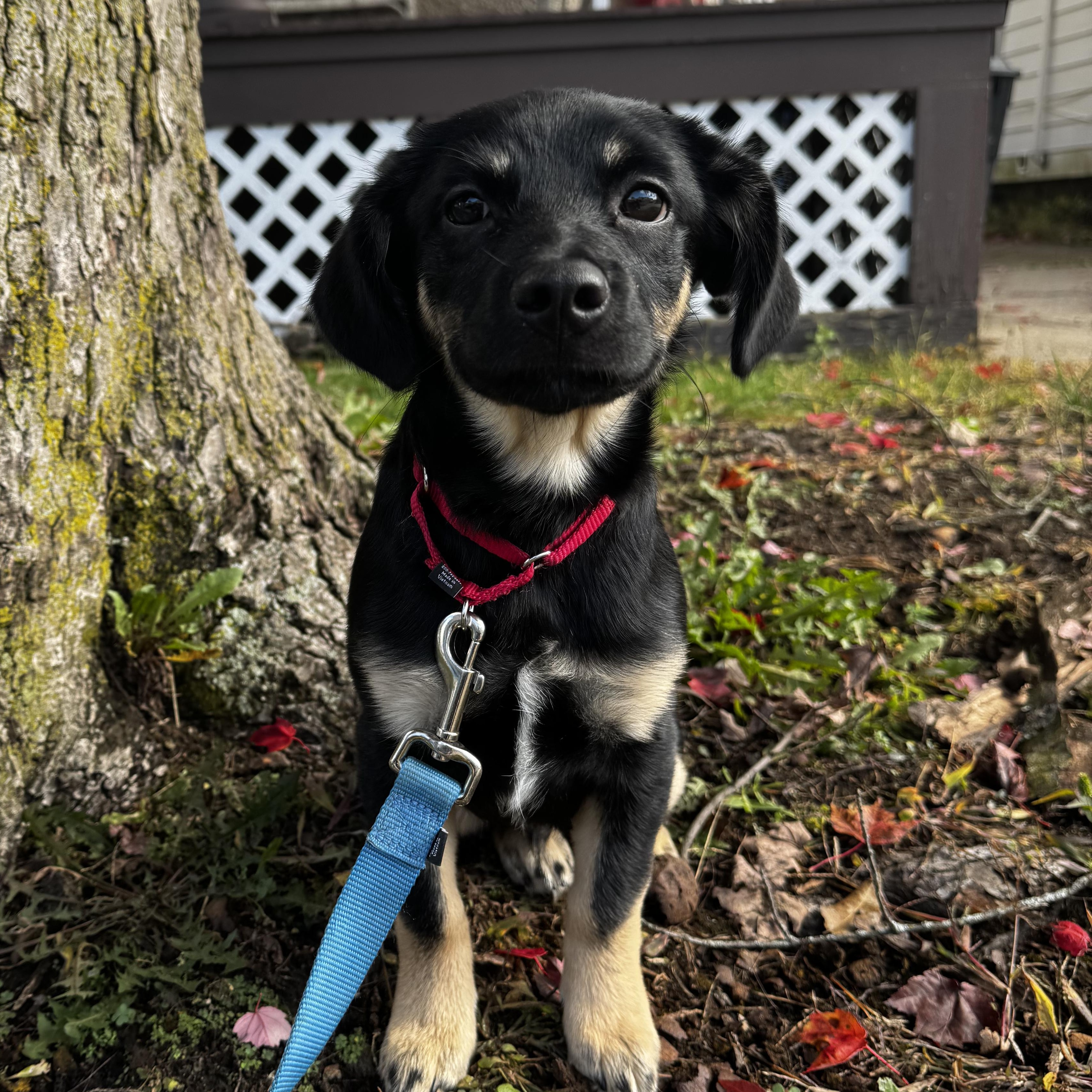 Rambo, Adoptable, Puppy Male Doberman Pinscher & Pug.