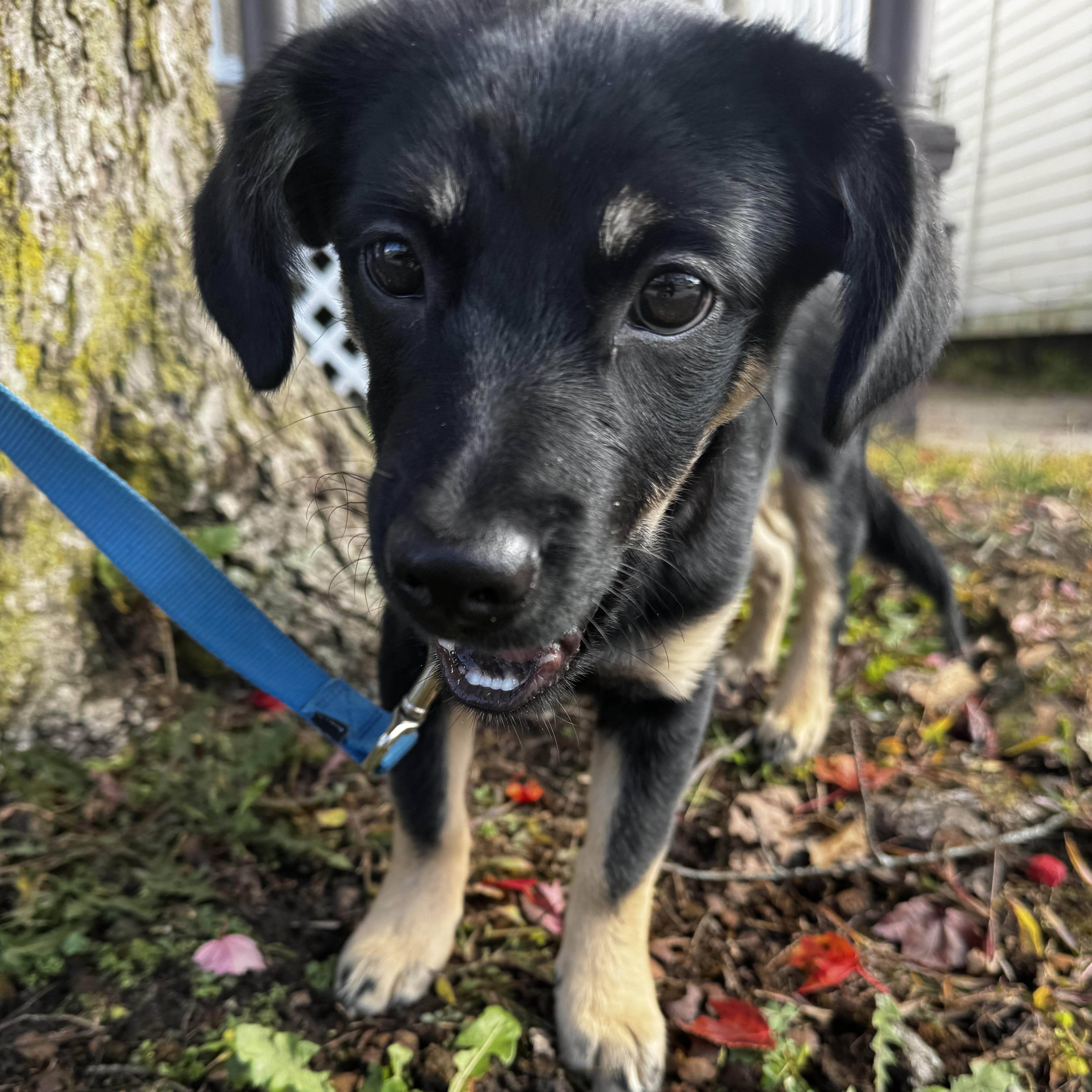 Enlarge Rambo, a Adoptable mixed breed in Niskayuna, NY image 4/6