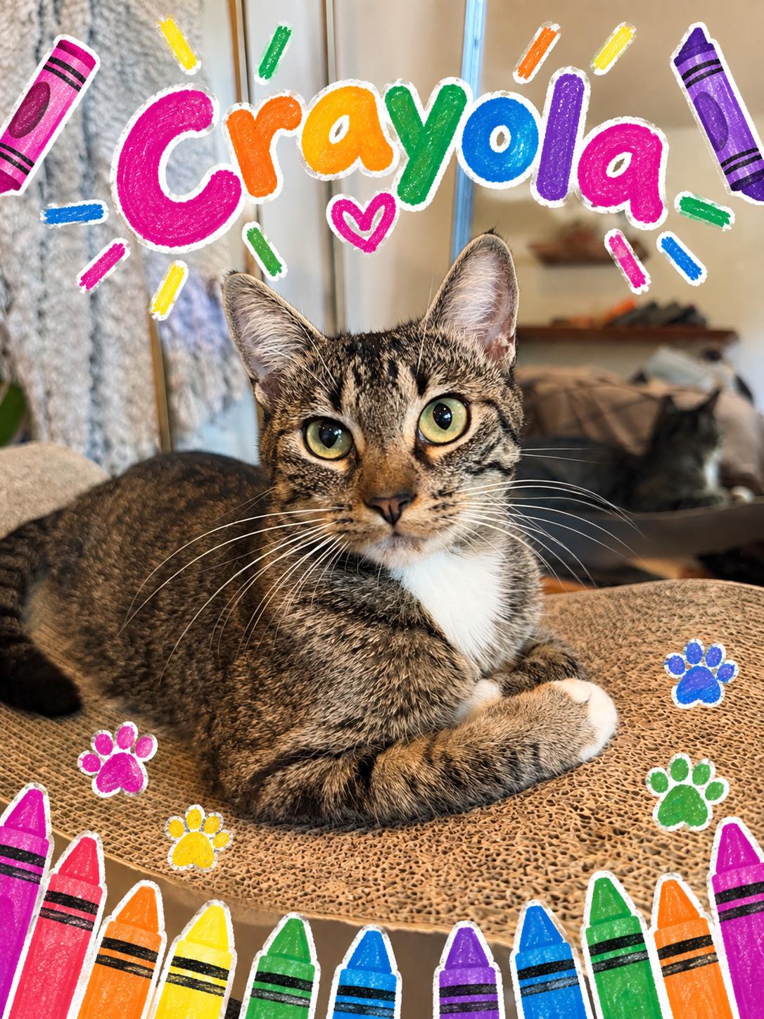 Crayola, ADOPTABLE, Adult Female Domestic Short Hair.
