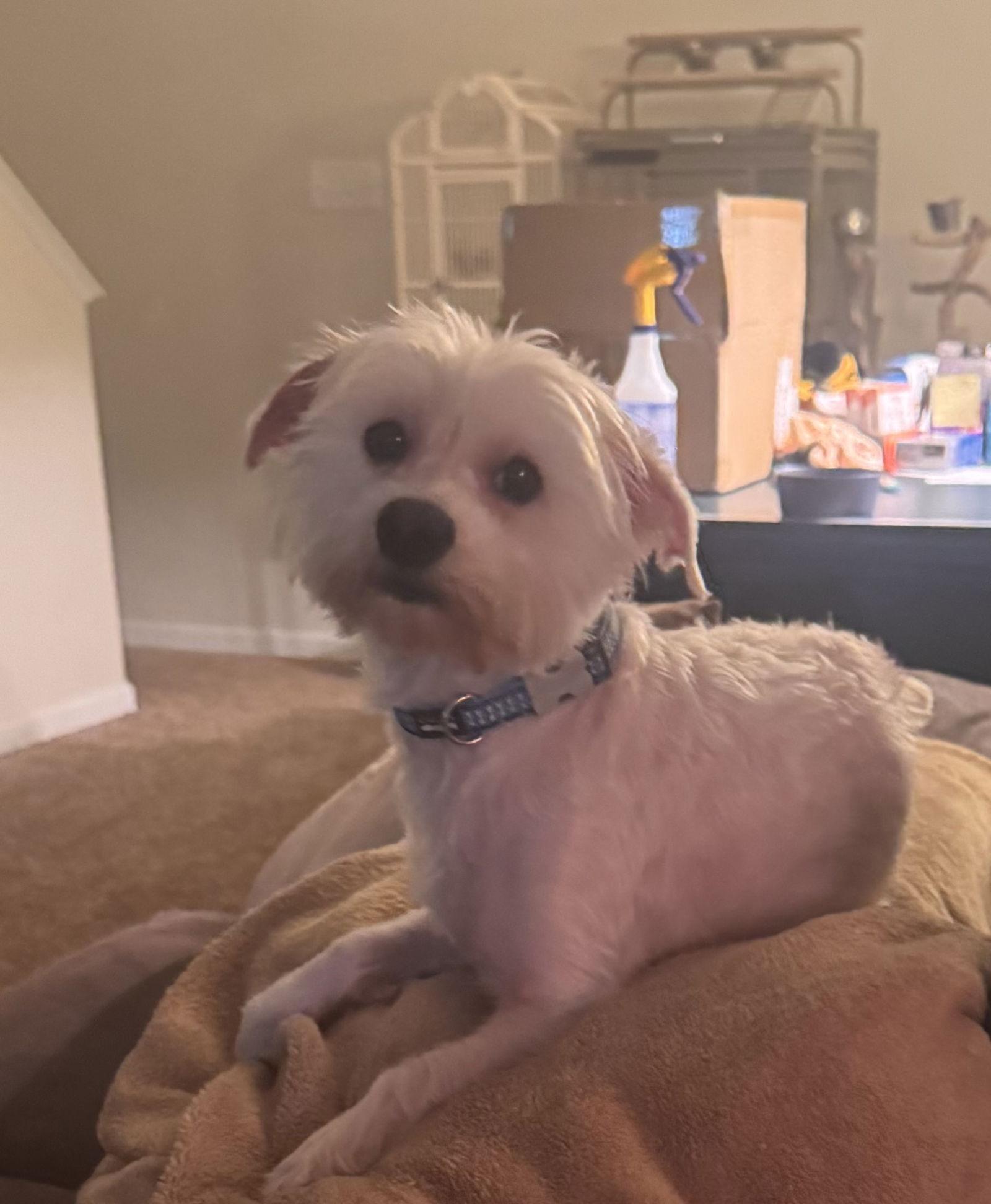 Leo, Adoptable, Adult Male Maltese & Yorkshire Terrier.