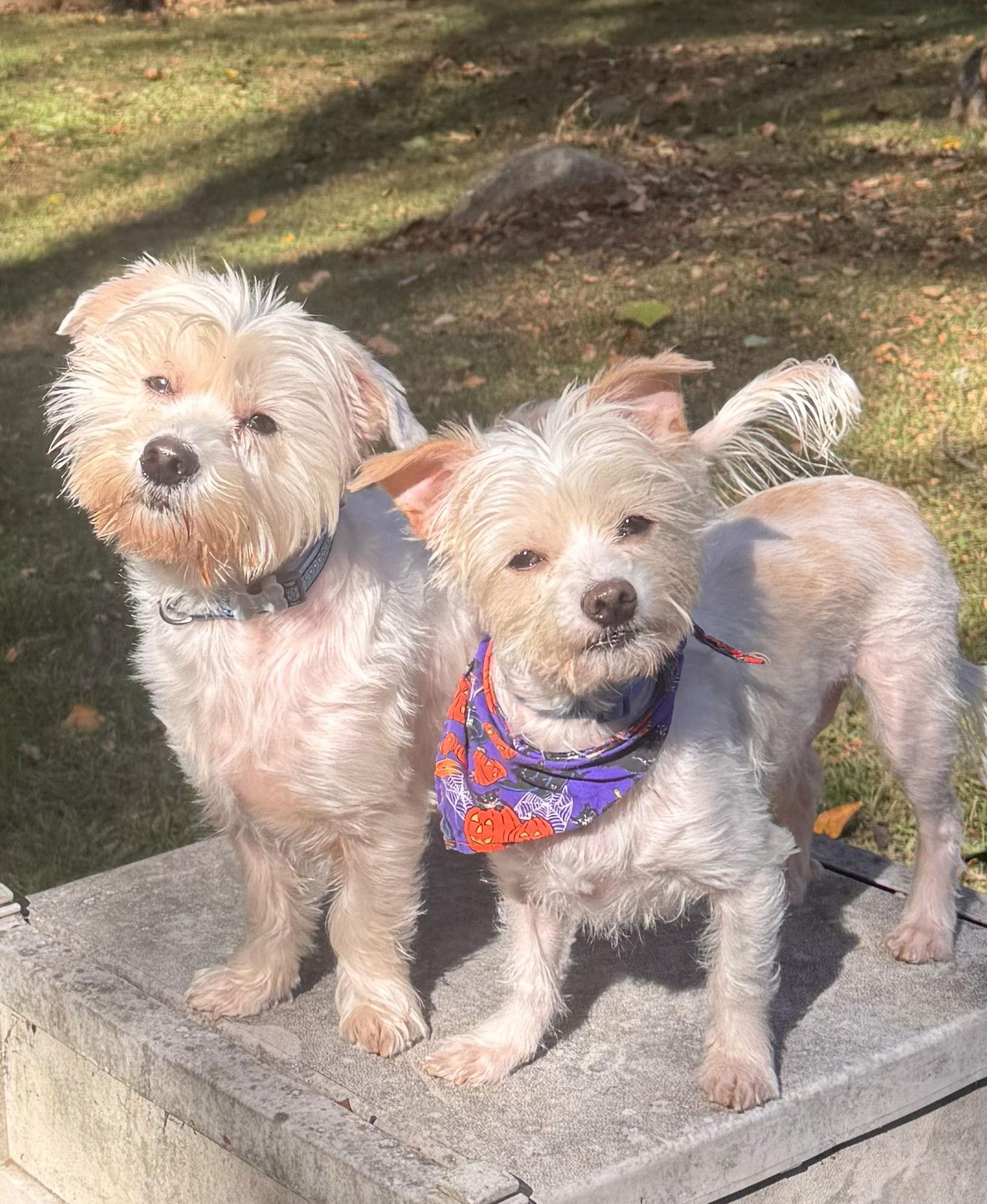 Enlarge Leo, a Adoptable mixed breed in Pottstown, PA image 2/4