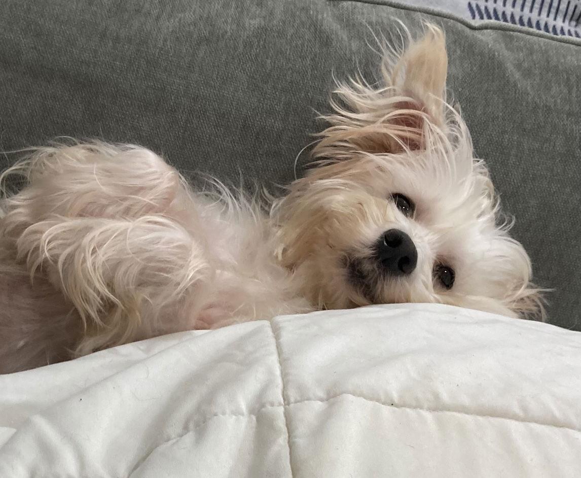 Enlarge Leo, a Adoptable mixed breed in Pottstown, PA image 3/4