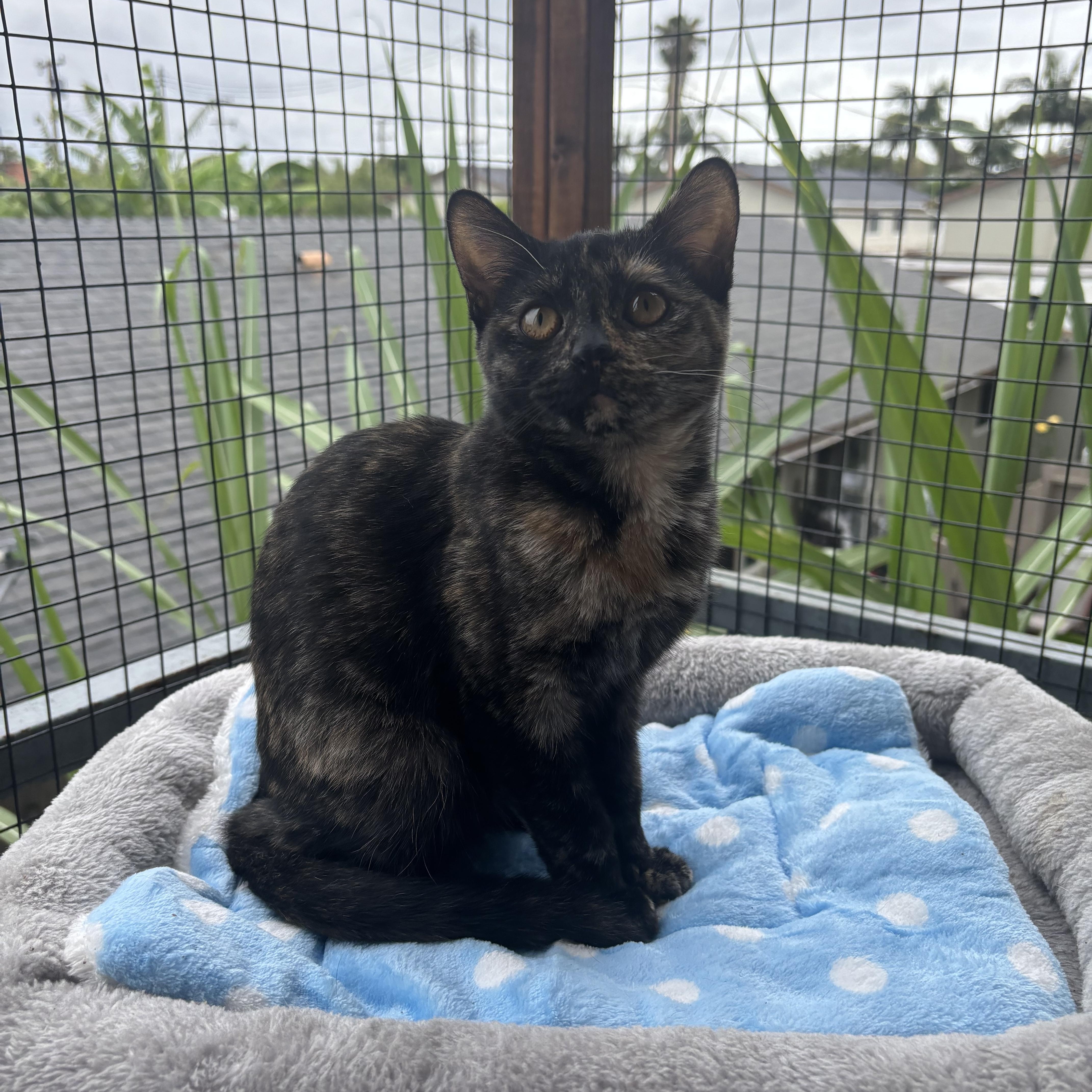 Persian, an adopted Tortoiseshell in Costa Mesa, CA image 1/4