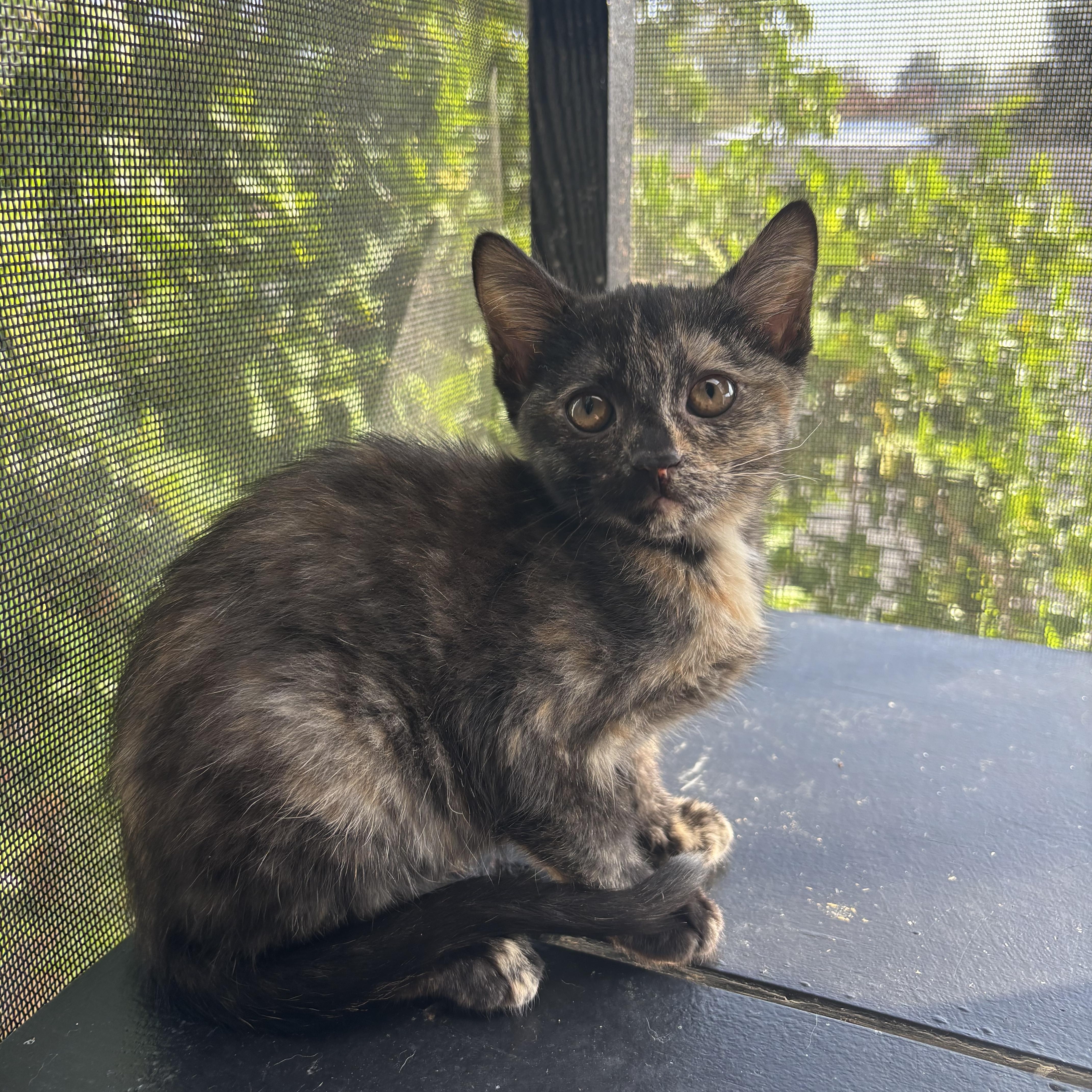 Enlarge Persian, a ADOPTABLE Tortoiseshell in Costa Mesa, CA image 1/3