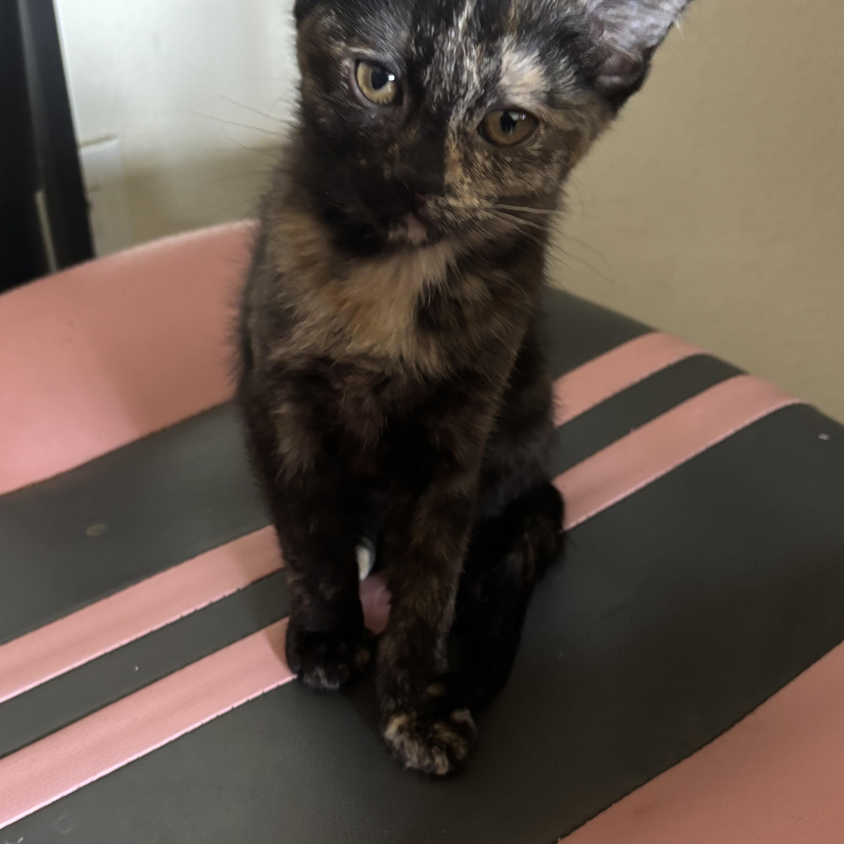 Enlarge Persian, a ADOPTABLE Tortoiseshell in Costa Mesa, CA image 3/3