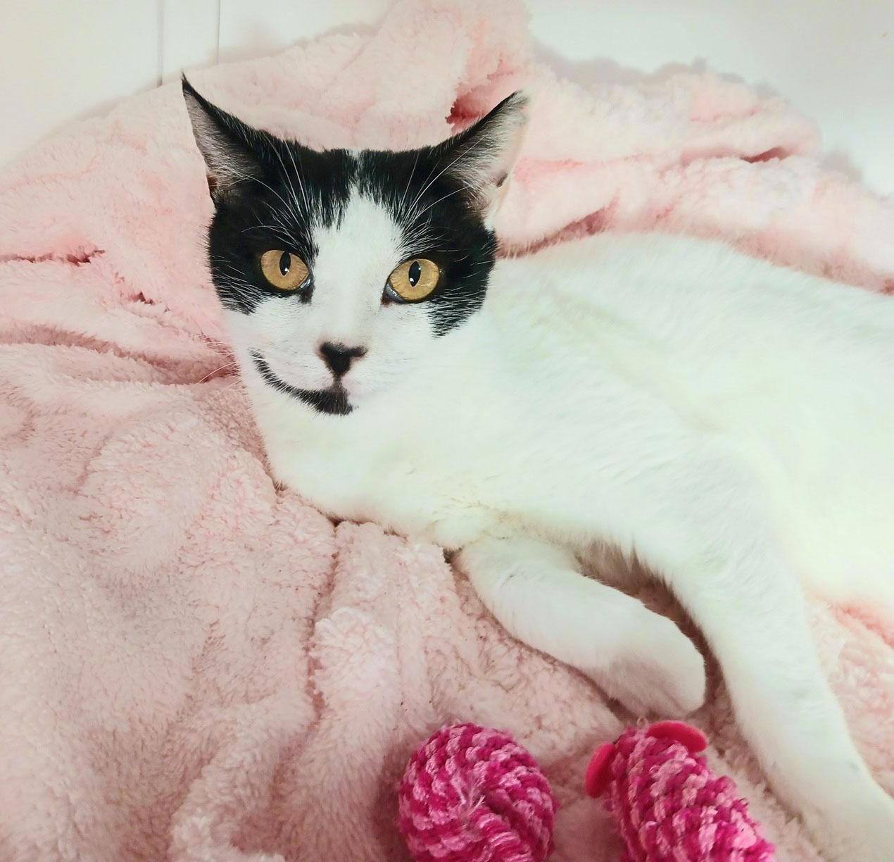 Maddie, adopted, Senior Female Turkish Van.