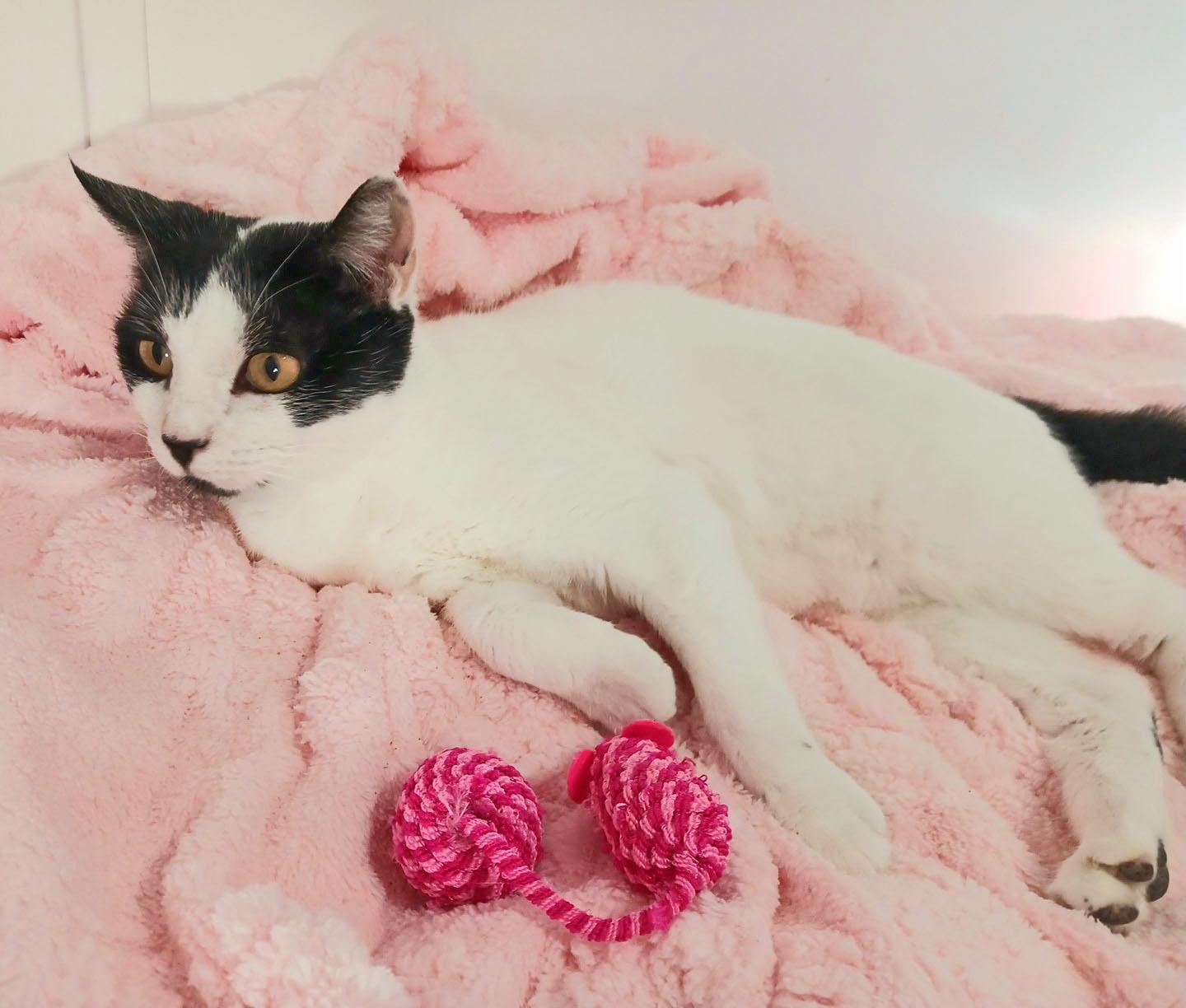 Enlarge Maddie, an adopted mixed breed in Mesa, AZ image 2/4