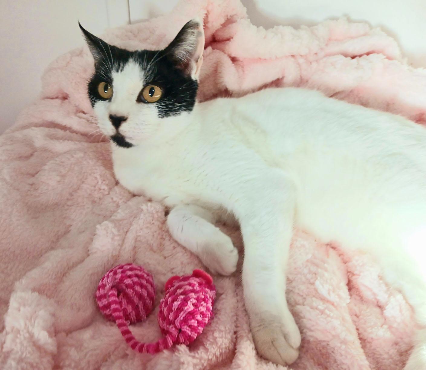 Enlarge Maddie, an adopted mixed breed in Mesa, AZ image 3/4