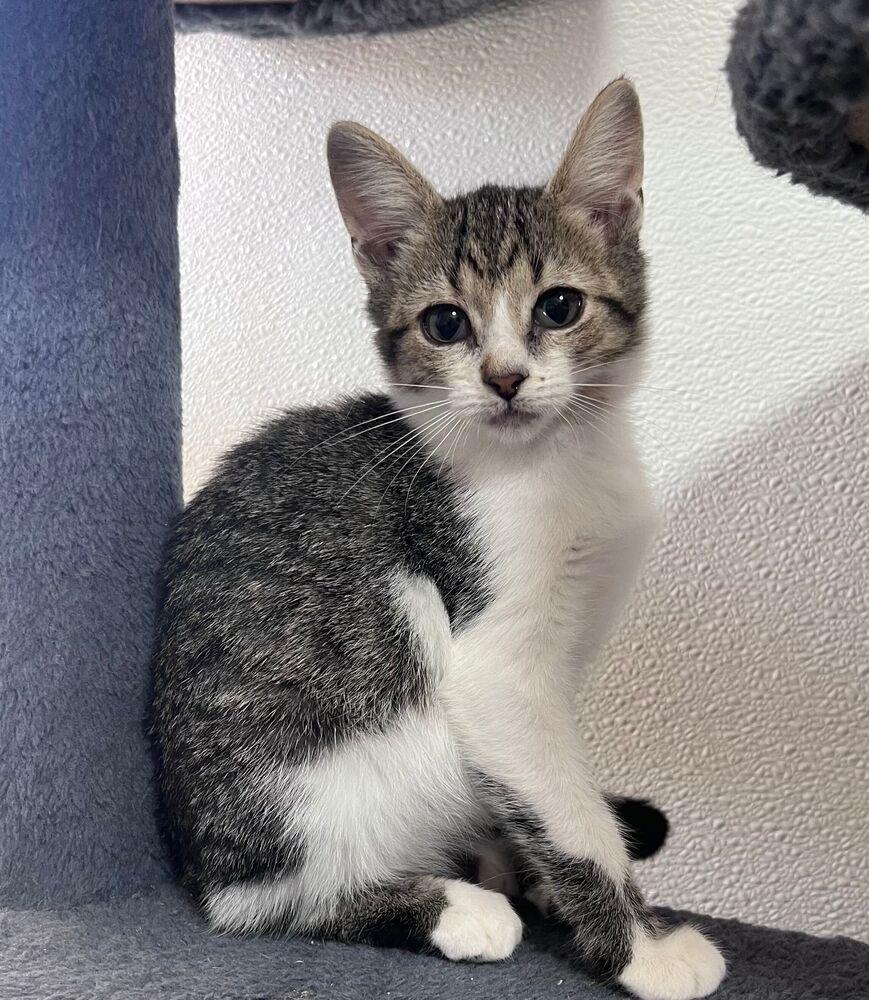 Enlarge Roo, a Adoptable Domestic Short Hair in McPherson, KS image 1/1