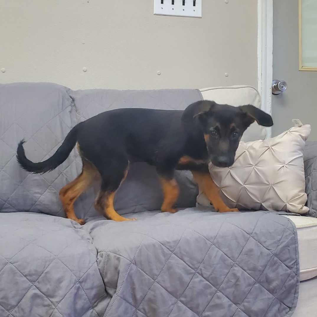 Enlarge Kilani, a ADOPTABLE mixed breed in Farmington, MO image 3/4