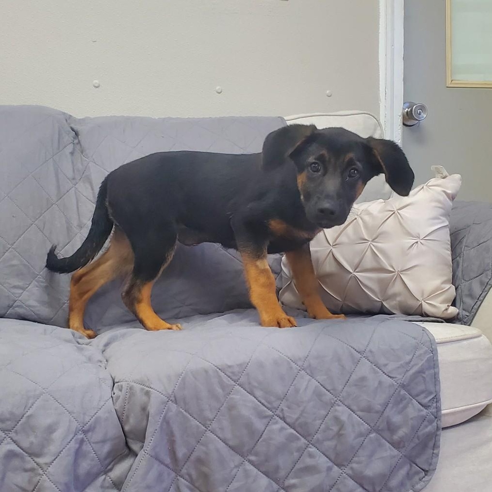 Kilani, ADOPTABLE, Puppy Female German Shepherd Dog & Labrador Retriever.