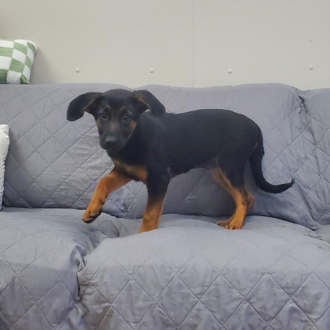 Enlarge Kilani, a ADOPTABLE mixed breed in Farmington, MO image 2/4