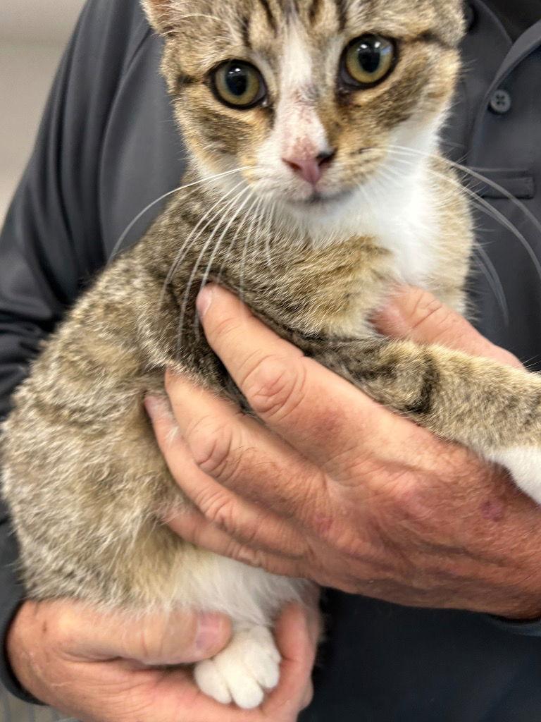26-094 Amelio, Adoptable, Young Male Domestic Short Hair.
