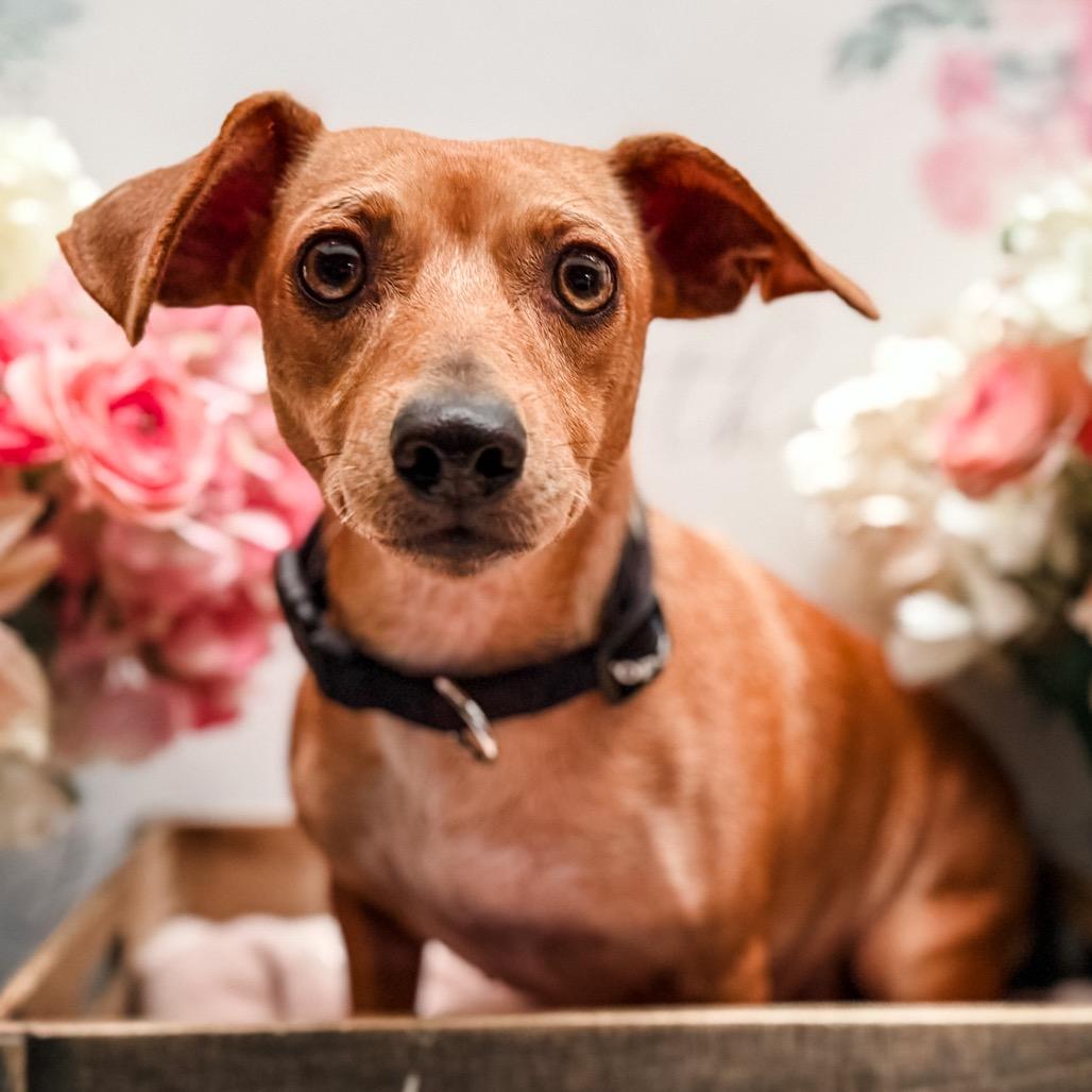 Enlarge Kasy, a Adoptable Chihuahua in Newberg, OR image 1/1