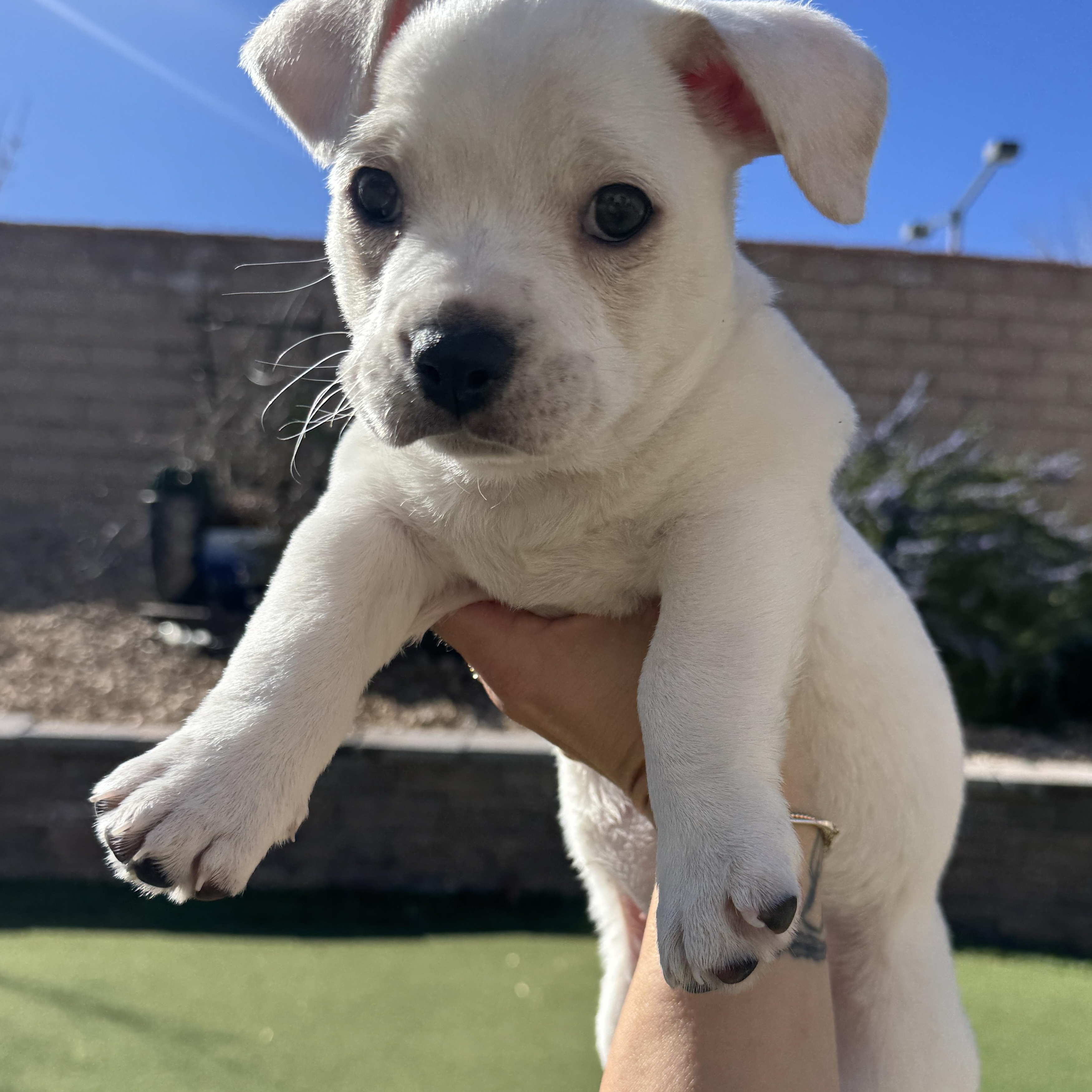 Stan , ADOPTABLE, Puppy Male Chihuahua.