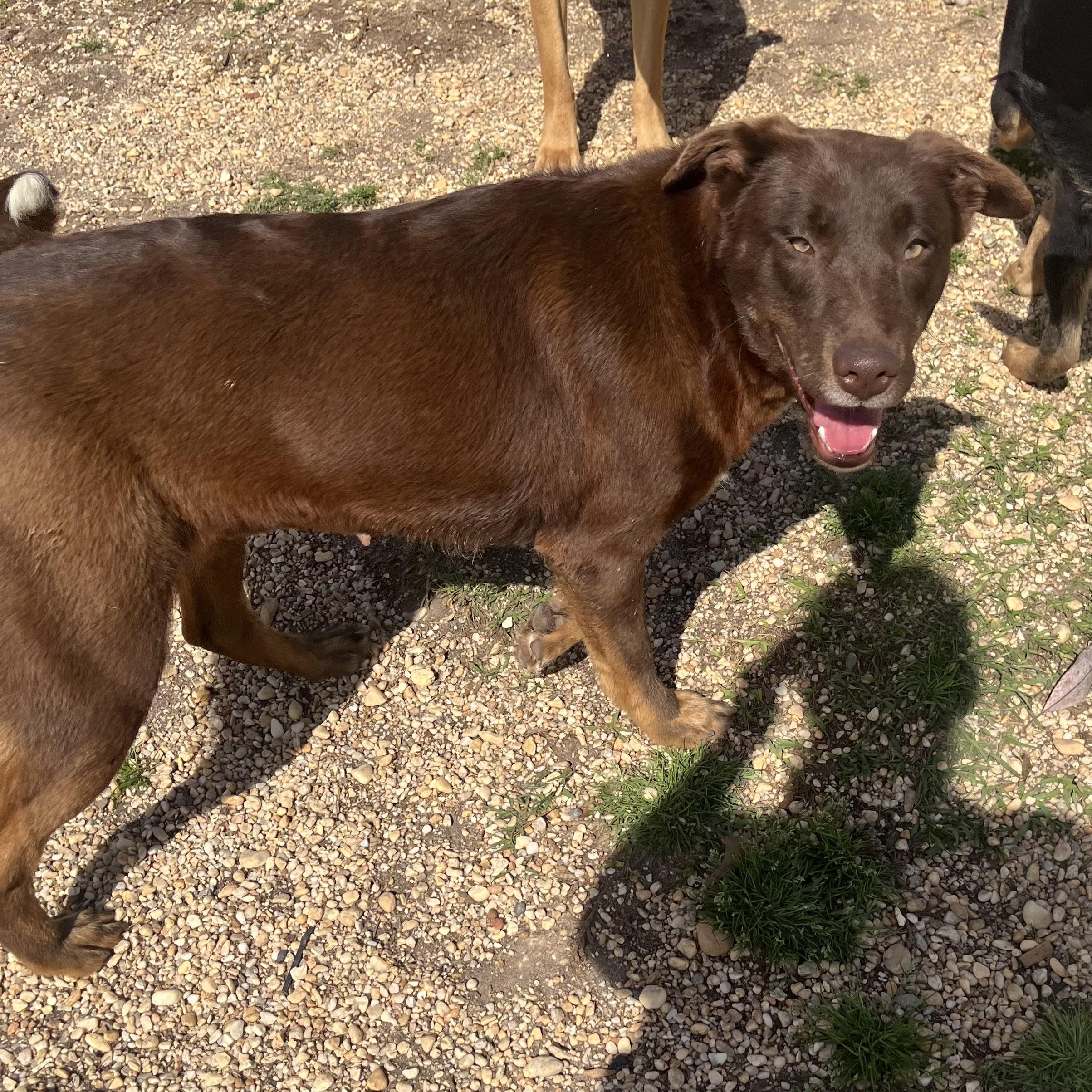 Red, Adoptable, Adult Female Labrador Retriever.