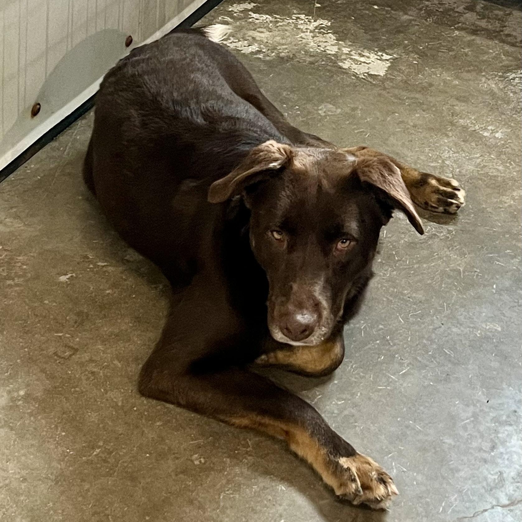 Enlarge Red, a Adoptable mixed breed in Brewton, AL image 4/5