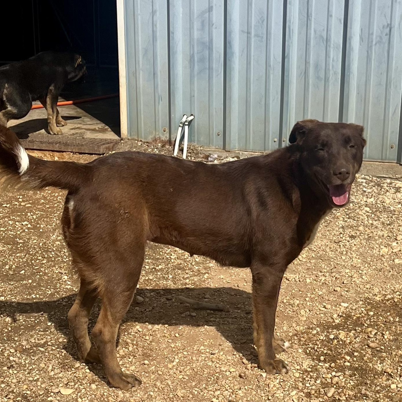 Enlarge Red, a Adoptable mixed breed in Brewton, AL image 2/5