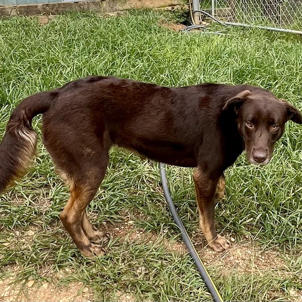 Enlarge Red, a Adoptable mixed breed in Brewton, AL image 5/5