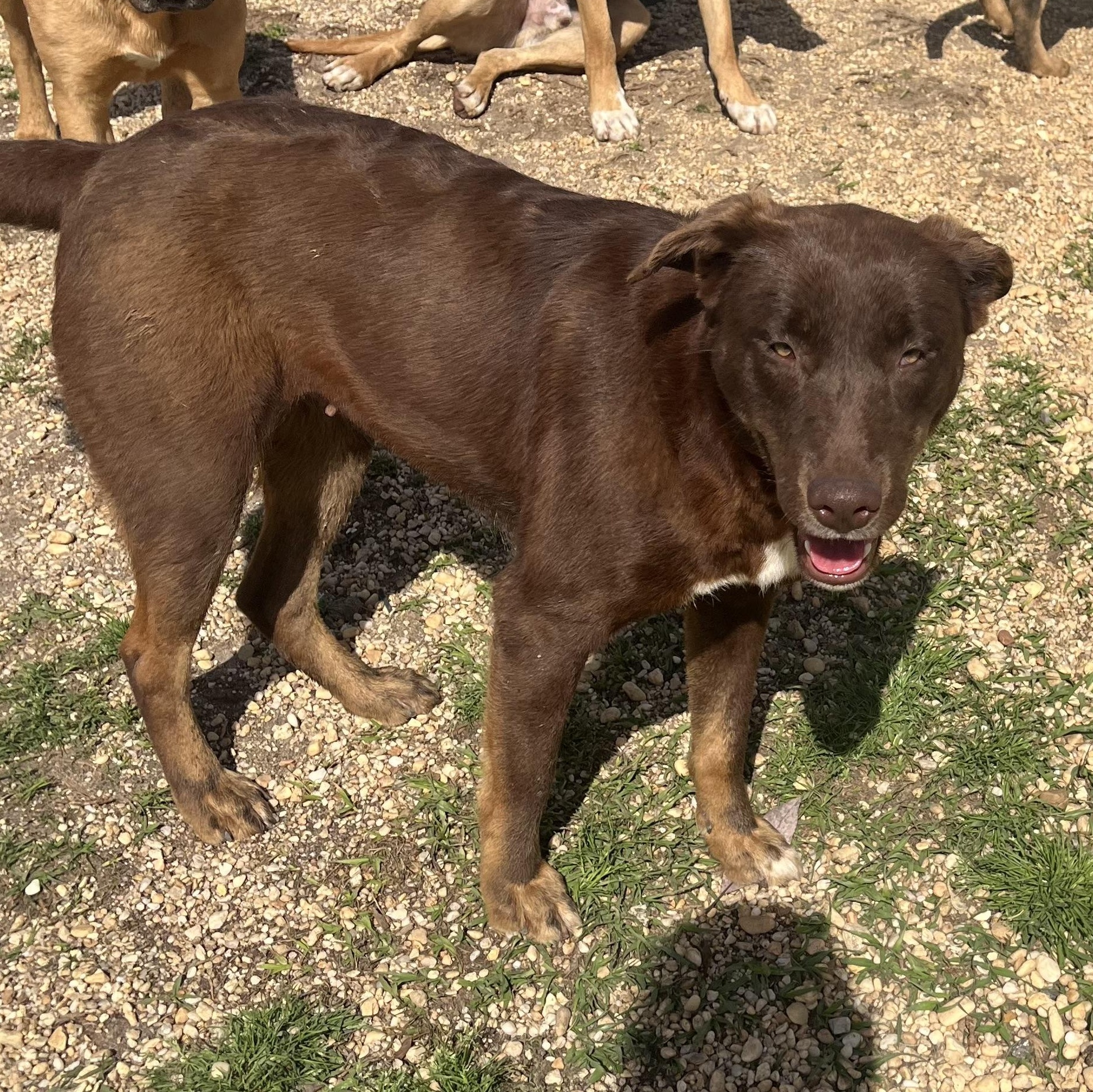 Enlarge Red, a Adoptable mixed breed in Brewton, AL image 3/5