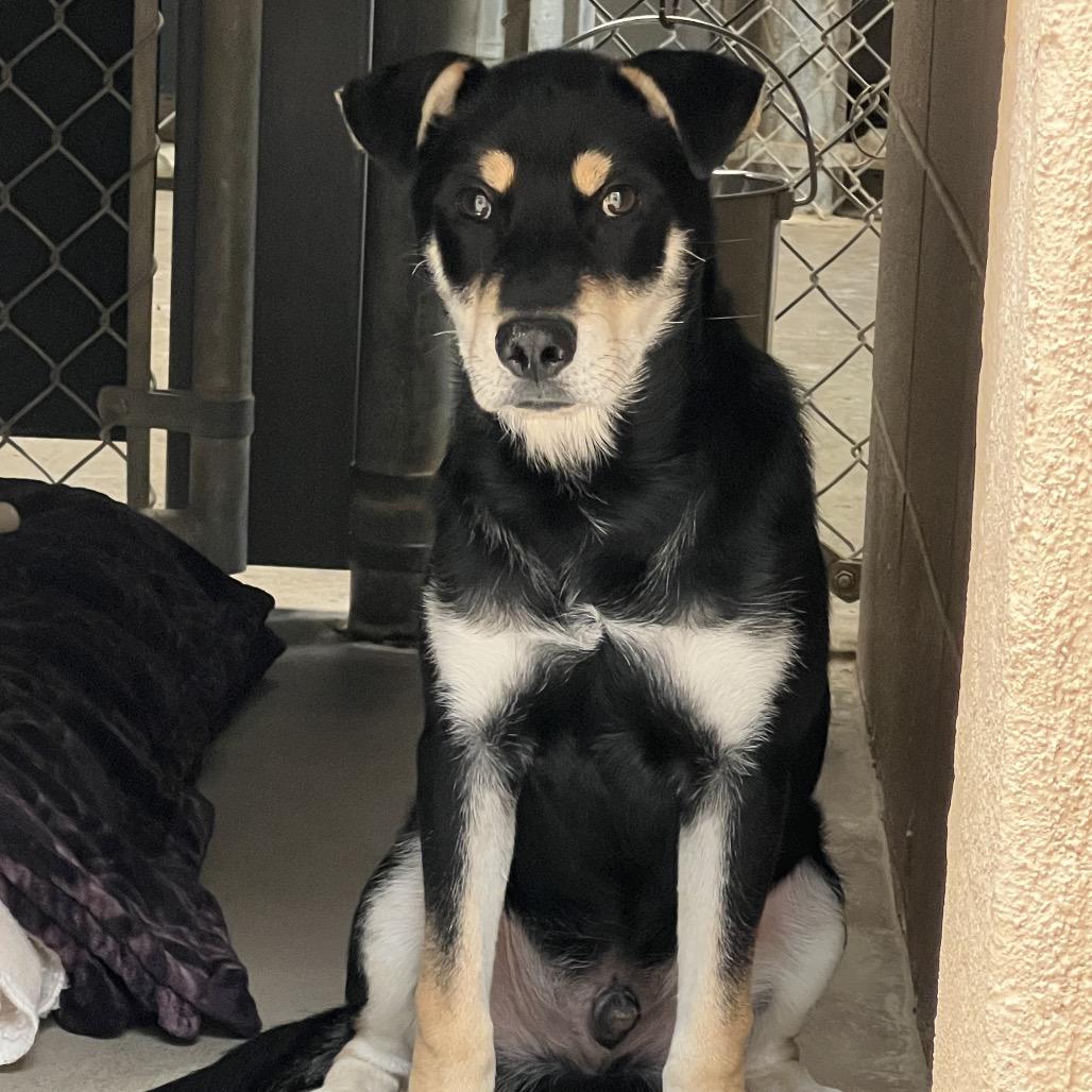 Osito, a Adoptable mixed breed in Ojai, CA image 1/3