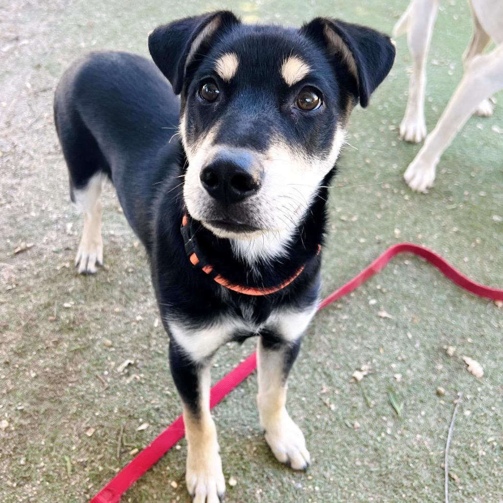 Osito, a Adoptable mixed breed in Ojai, CA image 2/3