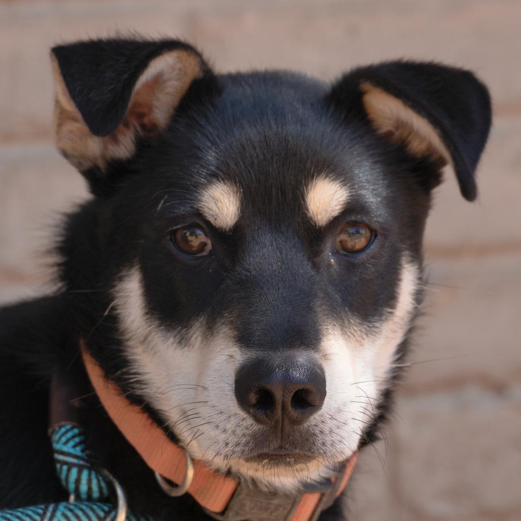 Osito, a Adoptable mixed breed in Ojai, CA image 3/3
