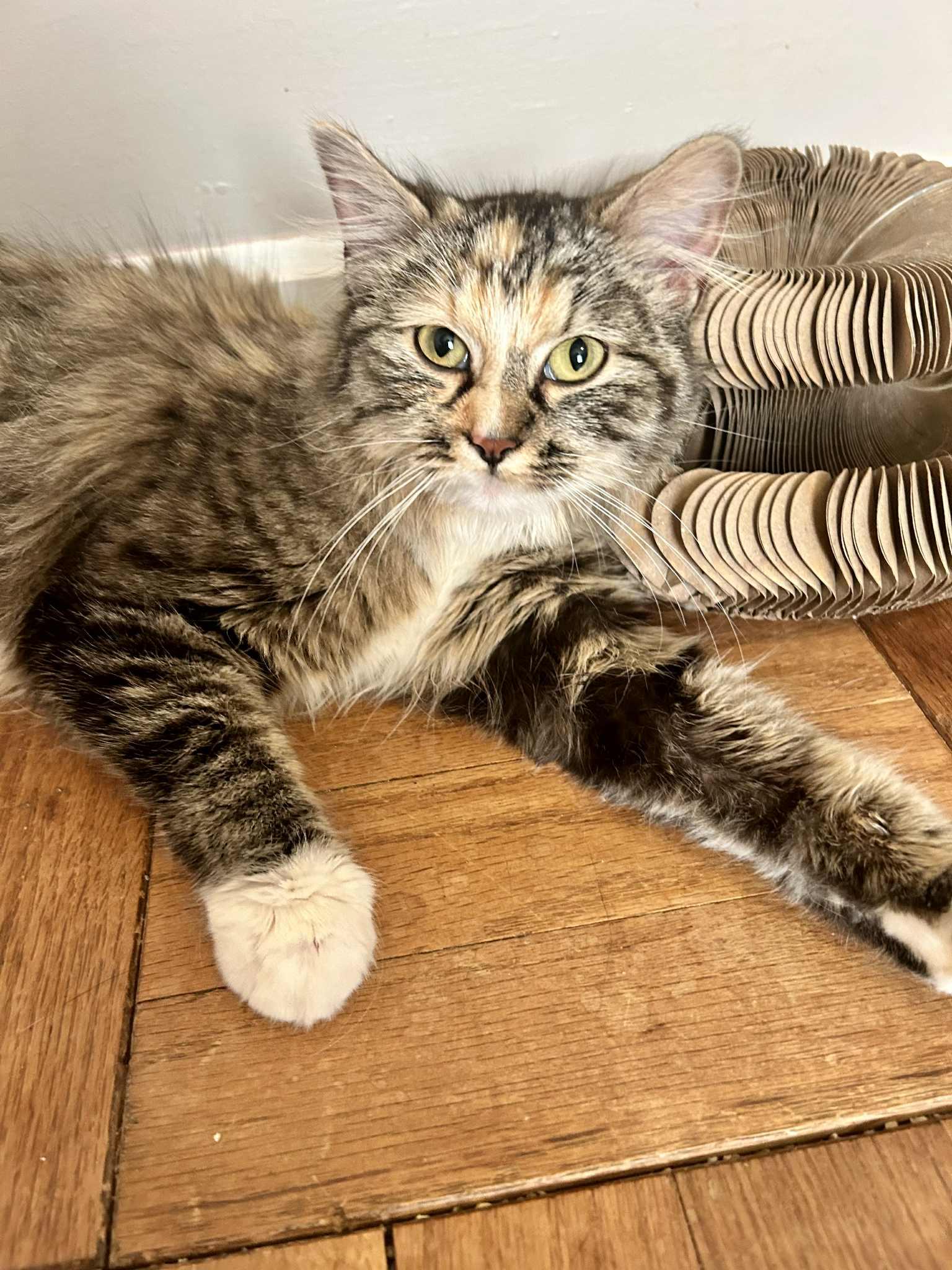 Miso