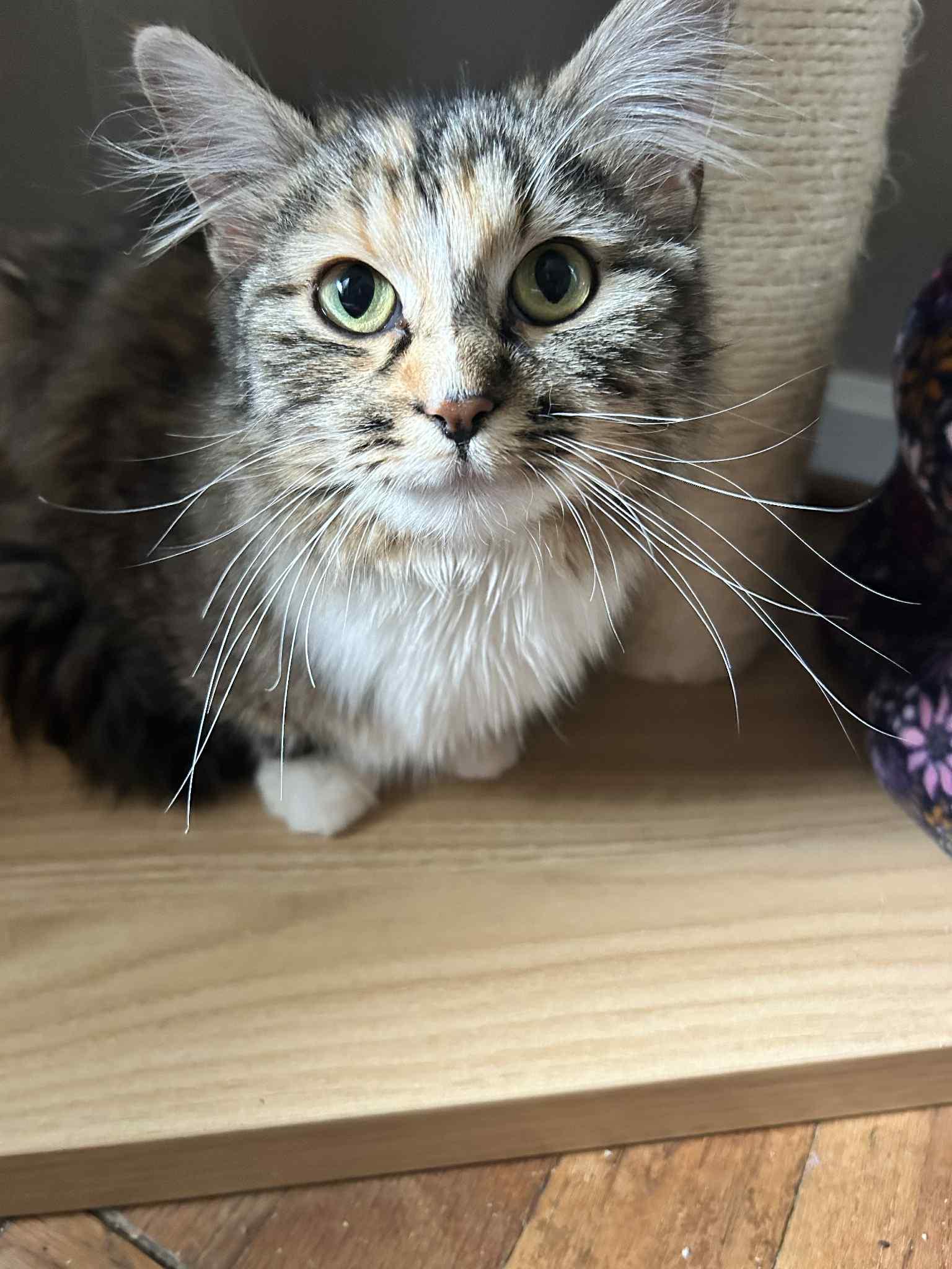 Miso