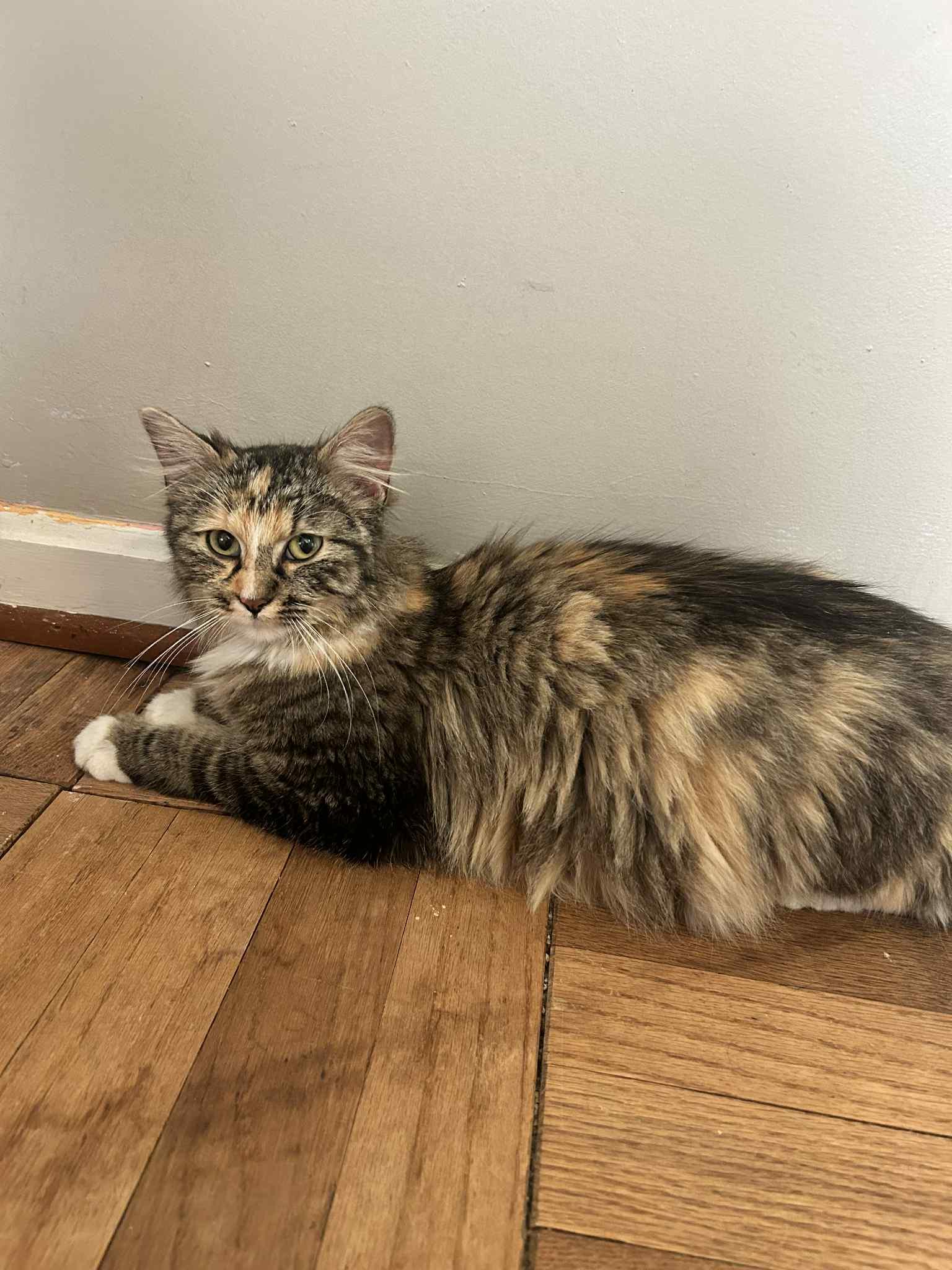 Miso