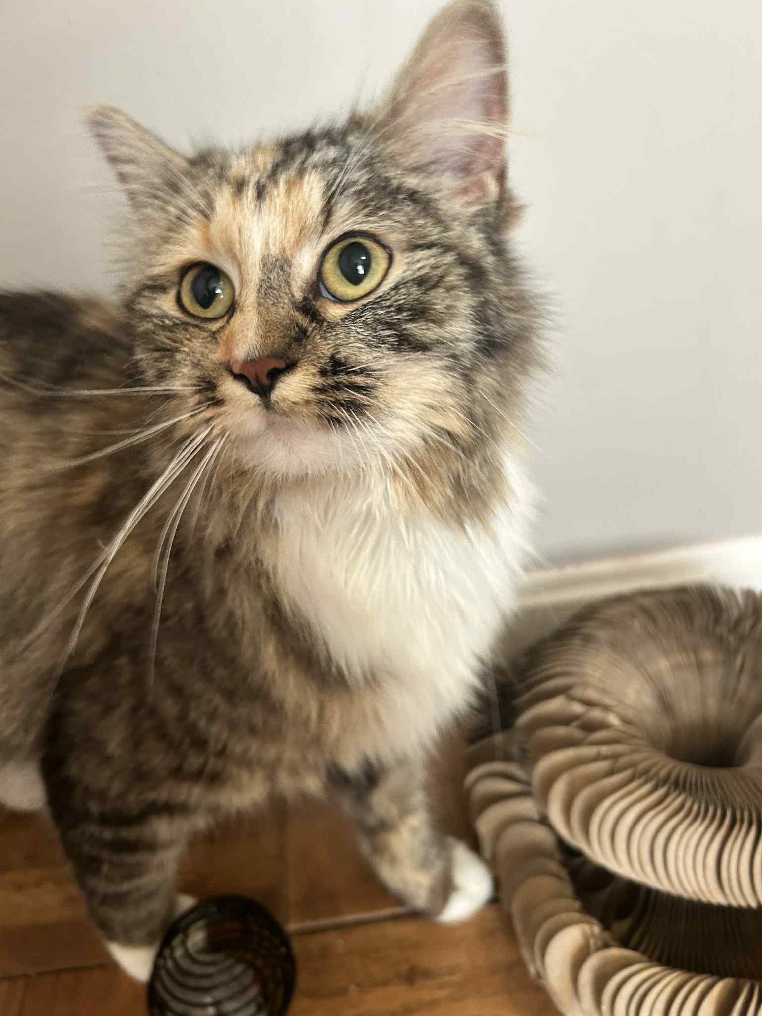 Miso