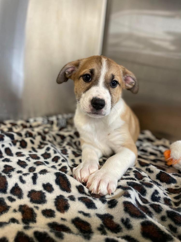JW Earl, Adoptable, Puppy Male Mixed Breed.