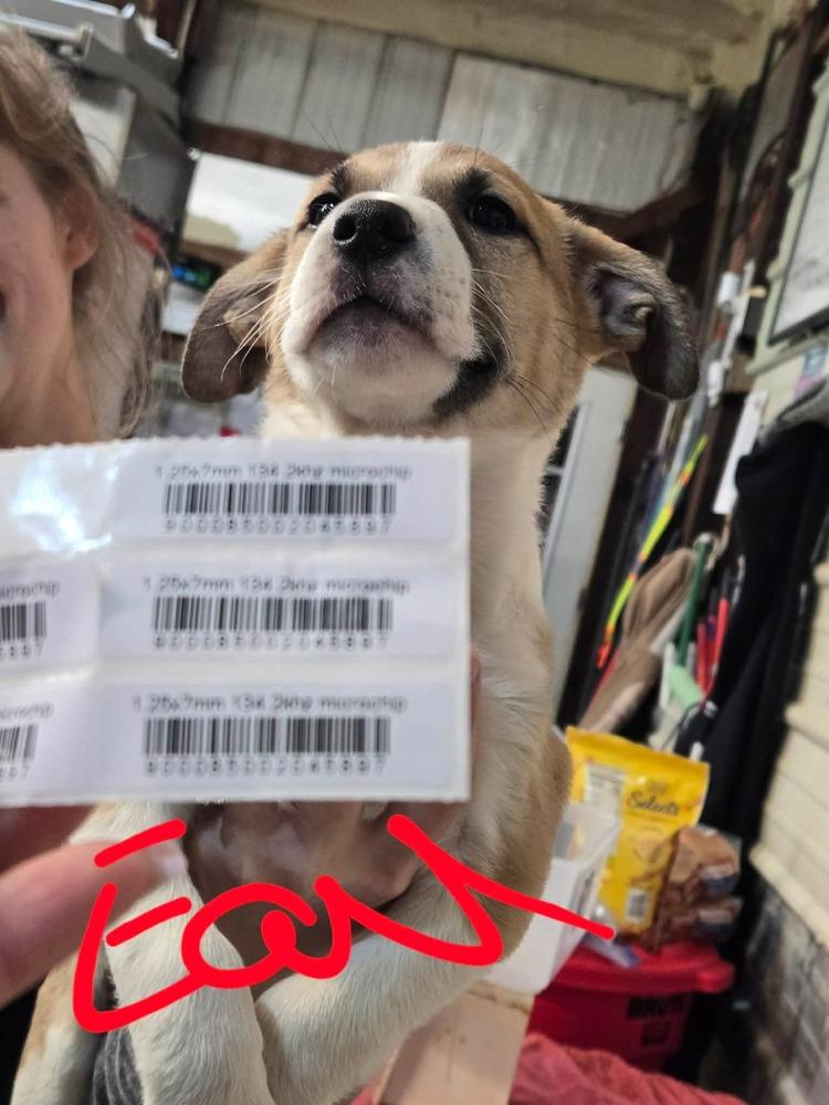 JW Earl, a Adoptable mixed breed in Warrenton, MO image 2/5