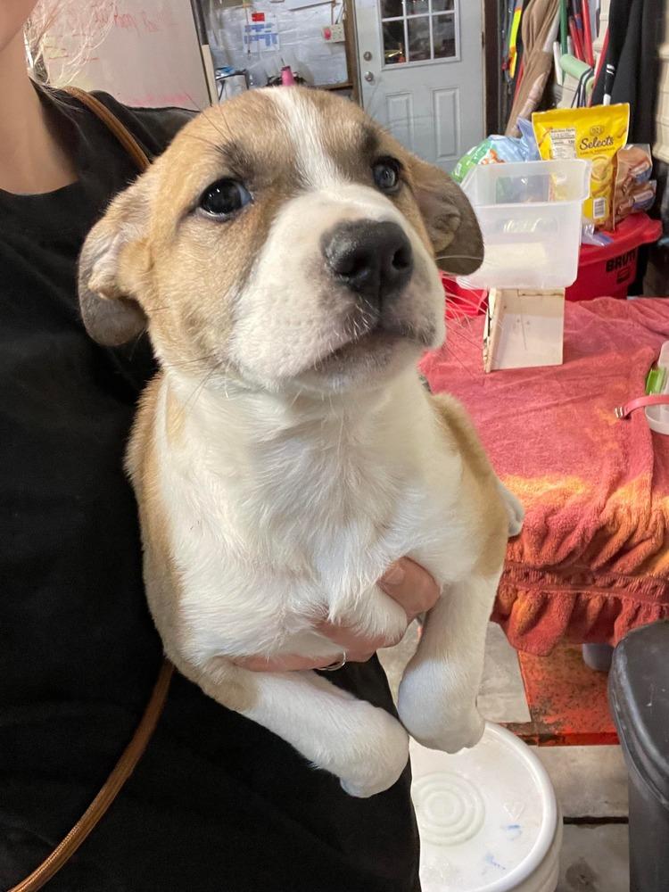 JW Earl, a Adoptable mixed breed in Warrenton, MO image 3/5