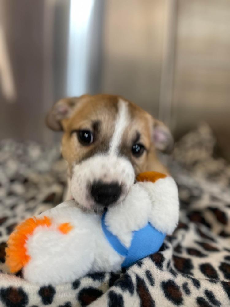 JW Earl, a Adoptable mixed breed in Warrenton, MO image 4/5