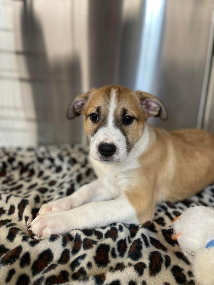 JW Earl, a Adoptable mixed breed in Warrenton, MO image 5/5