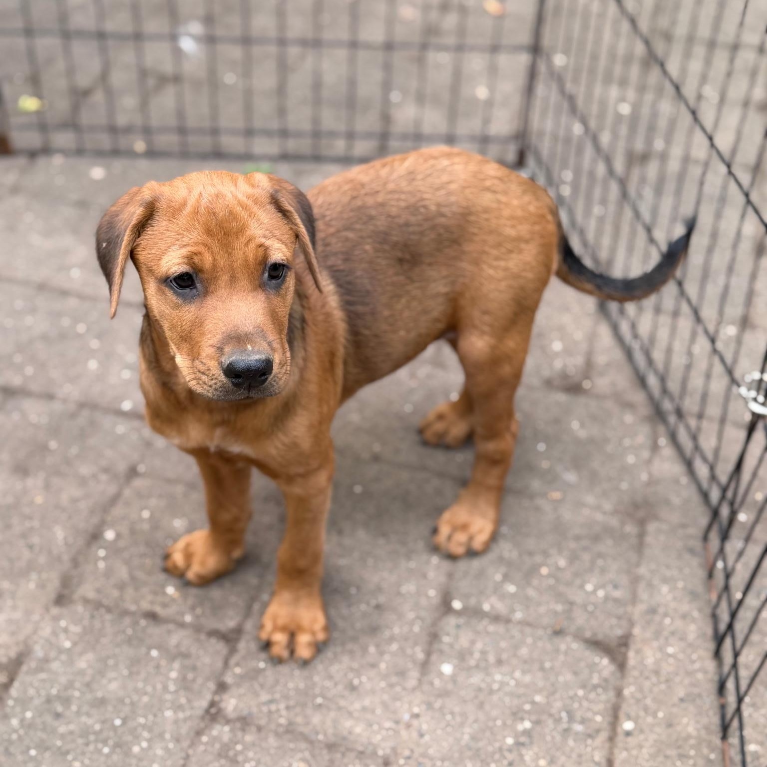 Enlarge Thomas, a Adoptable mixed breed in Paramus, NJ image 3/4