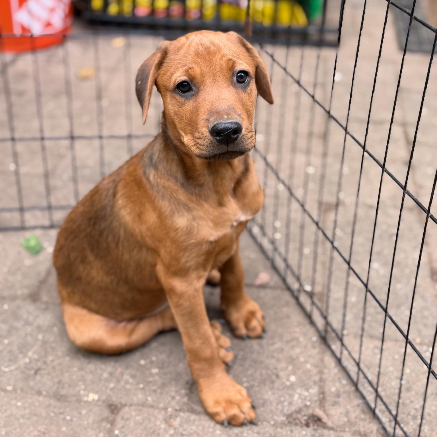 Enlarge Thomas, a Adoptable mixed breed in Paramus, NJ image 2/4