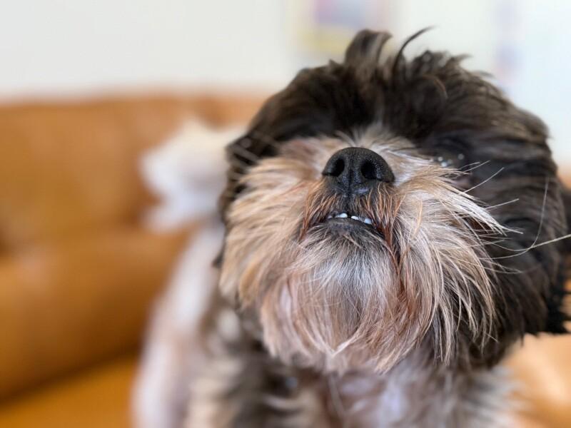 Bentley Cookies N Cream — thumbnail 2