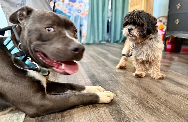 Bentley Cookies N Cream — thumbnail 4