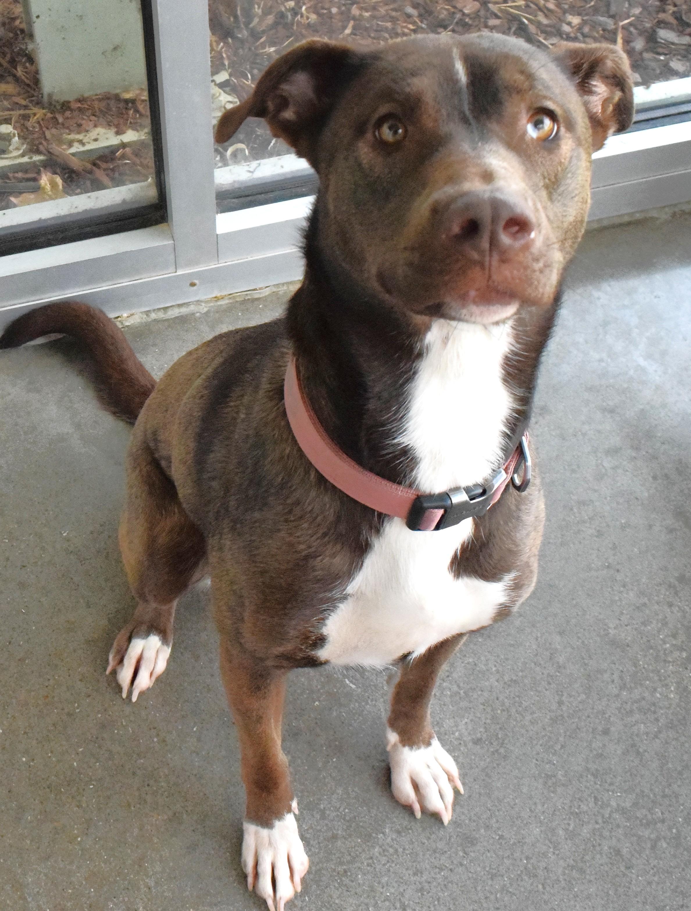 22501, ADOPTABLE, Adult Female Pit Bull Terrier.