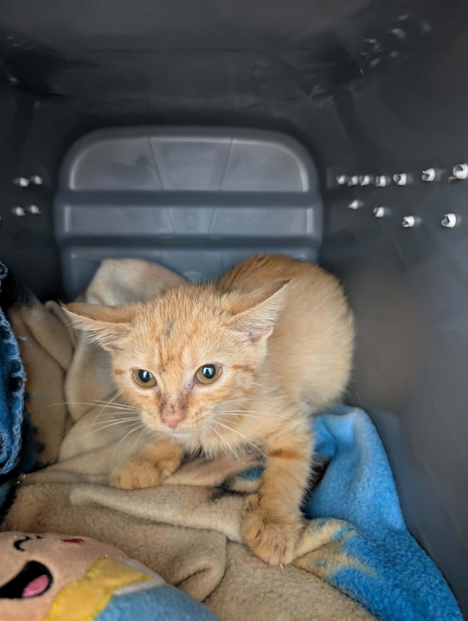 Enlarge Tanjin - At shelter, a Adopted Domestic Short Hair in Rustburg, VA image 1/1
