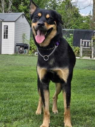 Lui, Adoptable, Young Male Rottweiler & Siberian Husky.