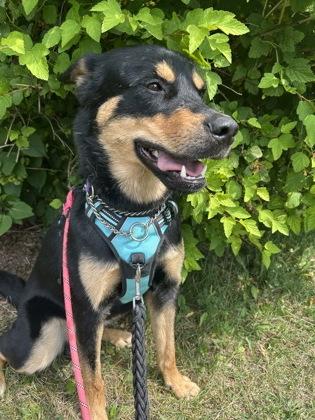 Enlarge Lui, a Adoptable mixed breed in Erin, ON image 2/3