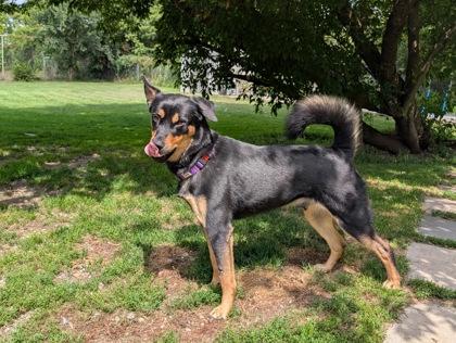 Enlarge Lui, a Adoptable mixed breed in Erin, ON image 3/3