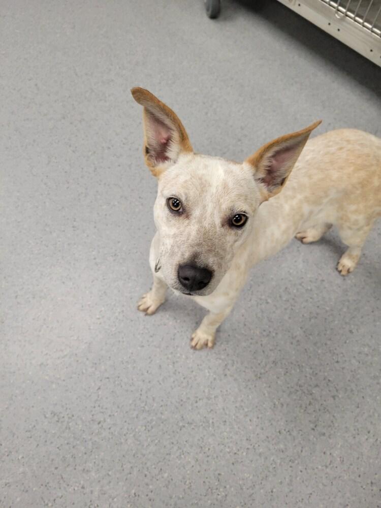 Joy, Adoptable, Puppy Female Cattle Dog & Pit Bull Terrier.