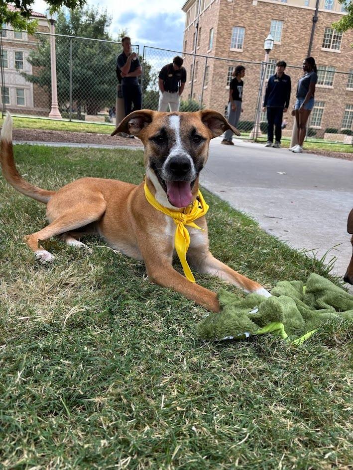 Marigold, Adoptable, Young Female Border Collie.