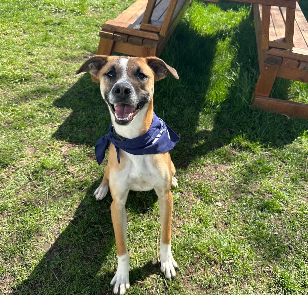 Marigold, Adoptable, Young Female Border Collie.